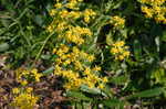 Small's ragwort